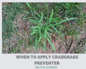 When-To-Apply-Crabgrass-Preventer