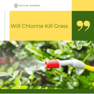 Will-Chlorine-Kill-Grass