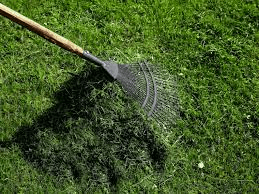 how to get rid of a lawn full of weeds