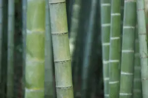 Choose Organic Bamboo
