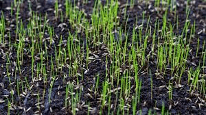 How Long To Water Grass Seed