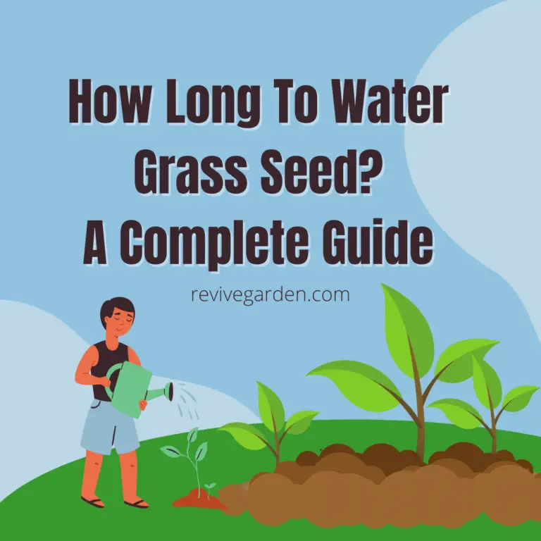 How Long To Water Grass Seed? A Complete Guide