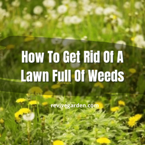 How To Get Rid Of A Lawn Full Of Weeds