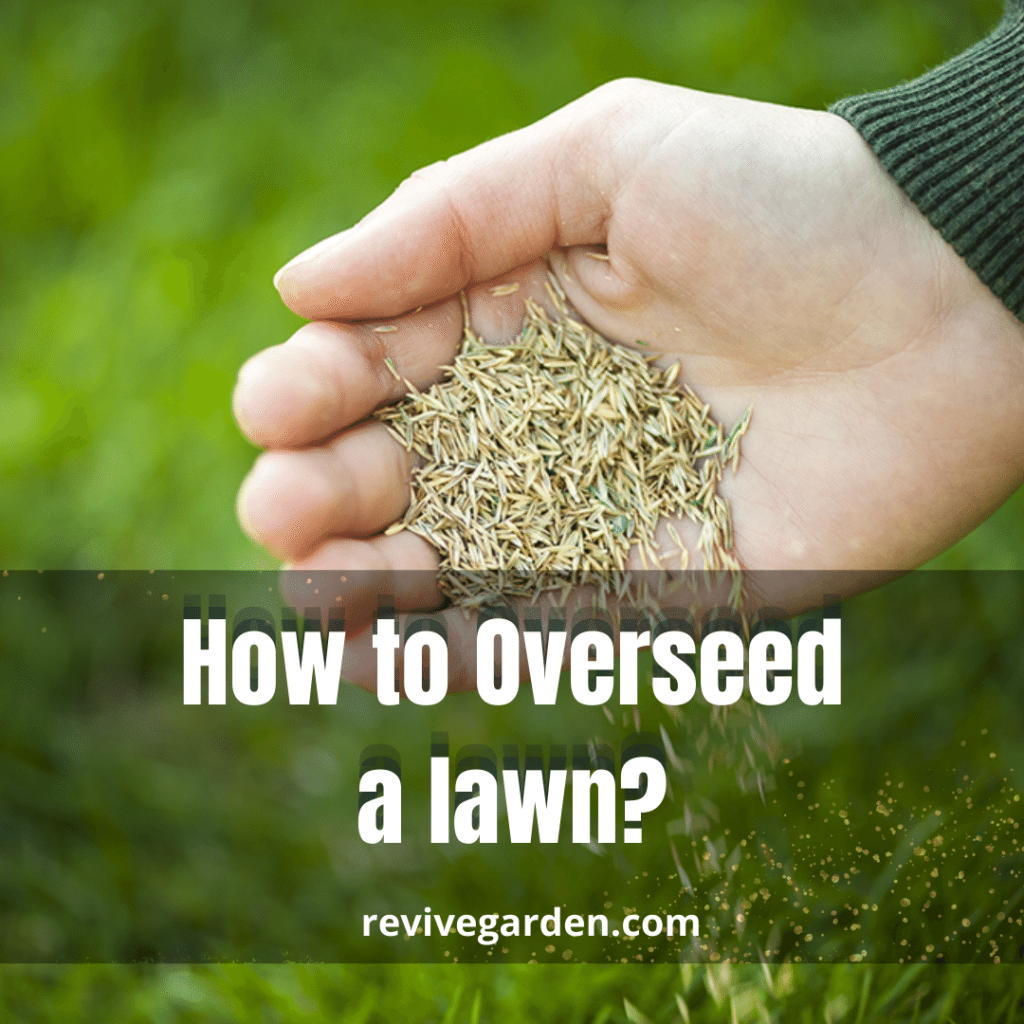 How To Overseed A Lawn? - 7 Steps Process - Revive Garden