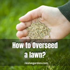 How to Overseed a Lawn? 