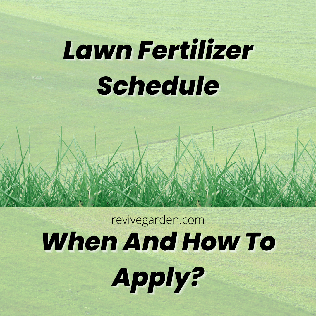 Lawn Fertilizer Schedule: When And How To Apply?