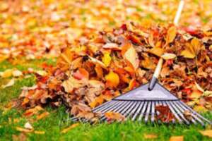 Rake In The Piles 