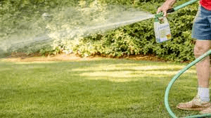 how to get rid of a lawn full of weeds