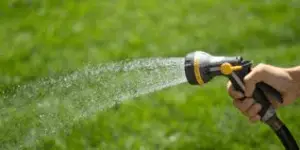 Watering the Lawn Regularly While the Seeds Are Germinating