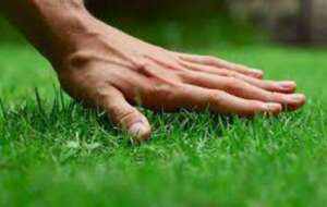 What Is Top Dressing Lawn?