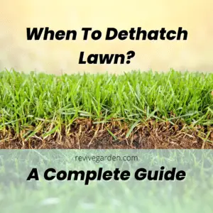 when to dethatch lawn