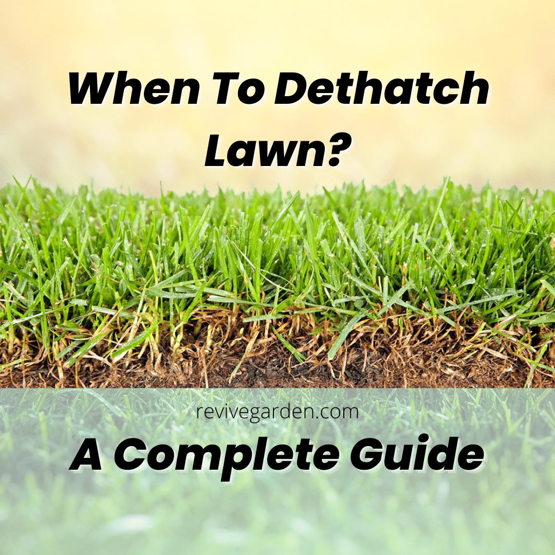 when to dethatch lawn