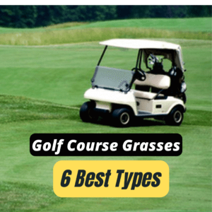 golf course grasses