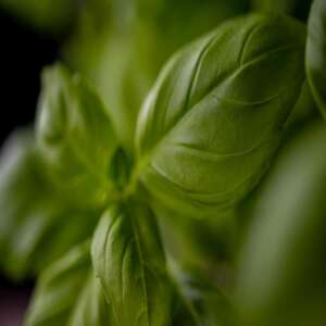 Basil-Plant-Watering-Factors