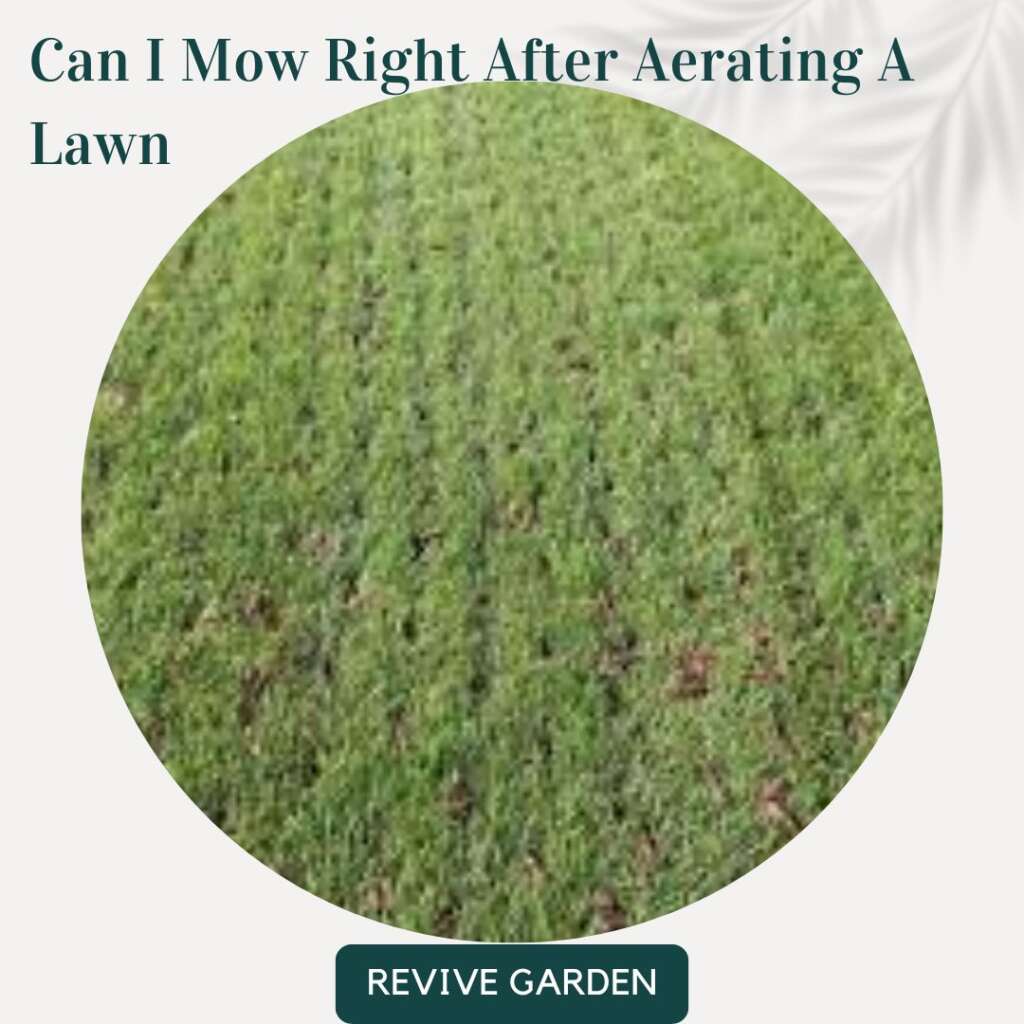 Can I Mow Right After Aerating A Lawn? Revive Garden