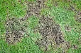 Causes-of-the-Bare-Spots-on-the-lawn