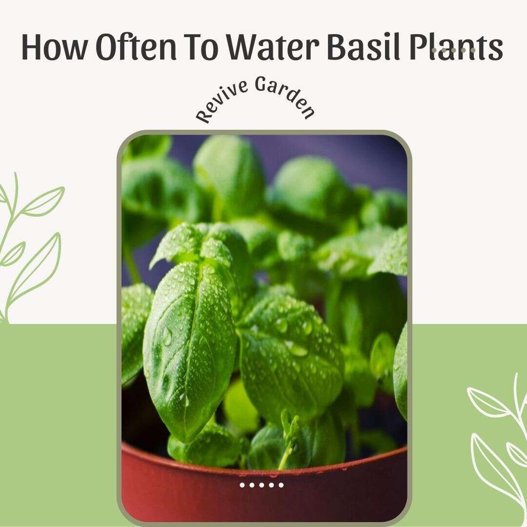 How-Often-To-Water-Basil-Plants