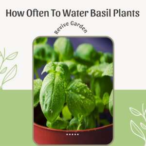 How-Often-To-Water-Basil-Plants