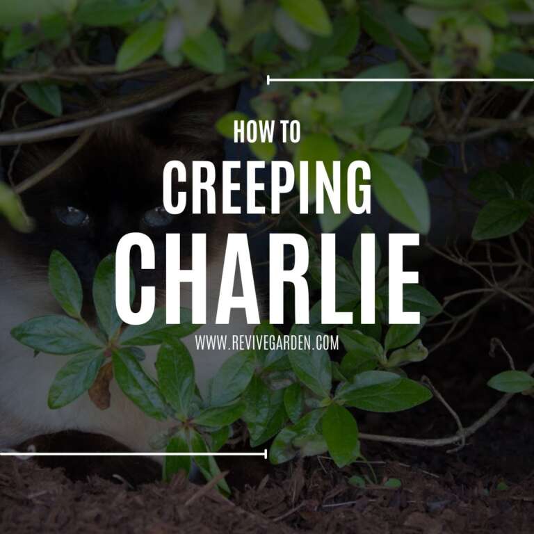 How To Kill Creeping Charlie? : Best Ways To Get Rid Of It