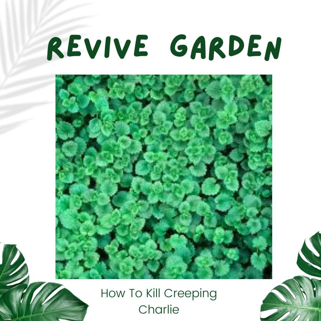 how-to-kill-creeping-charlie-best-ways-to-get-rid-of-it