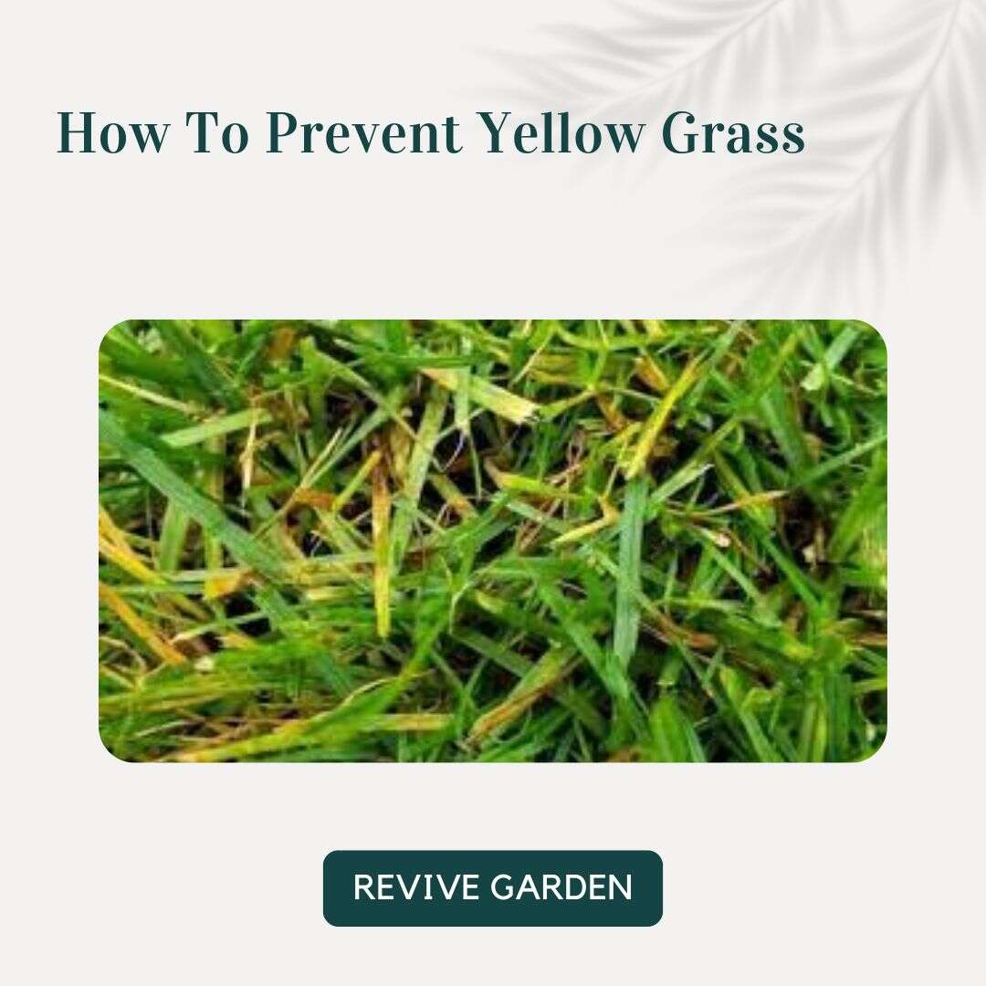 How-To-Prevent-Yellow-Grass