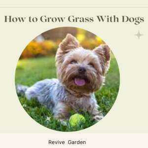 How-to-grow-grass-with-dogs