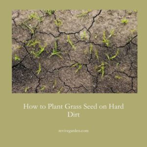 Plant Grass Seed on Hard Dirt