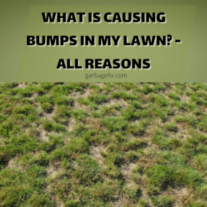 What Is Causing Bumps In My Lawn
