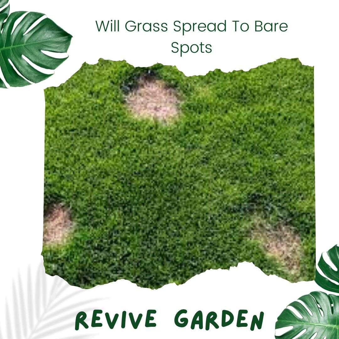 Will-Grass-Spread-To-Bare-Spots
