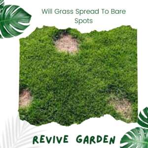 Will-Grass-Spread-To-Bare-Spots