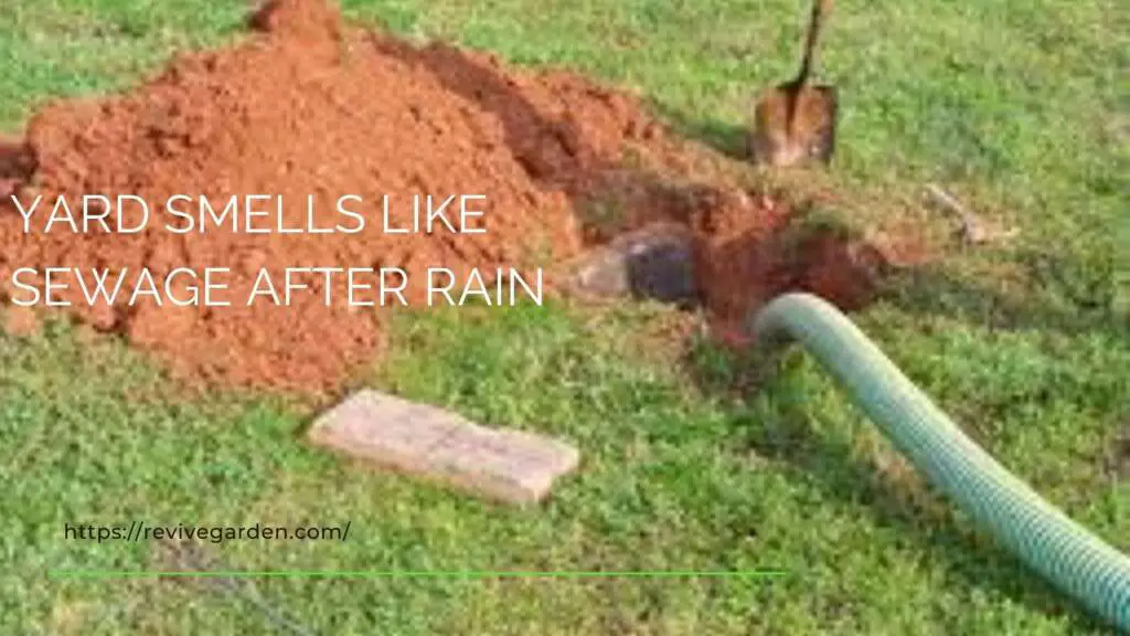 Yard Smells Like Sewage After Rain Reasons and Solutions