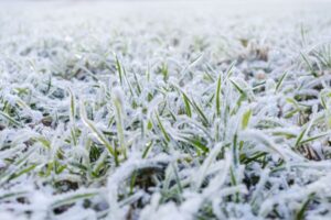 Grass in Cold Weather