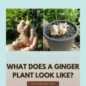 What Does a Ginger Plant Look Like