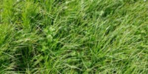 Differences Between Perennial Ryegrass and Tall Fescue
