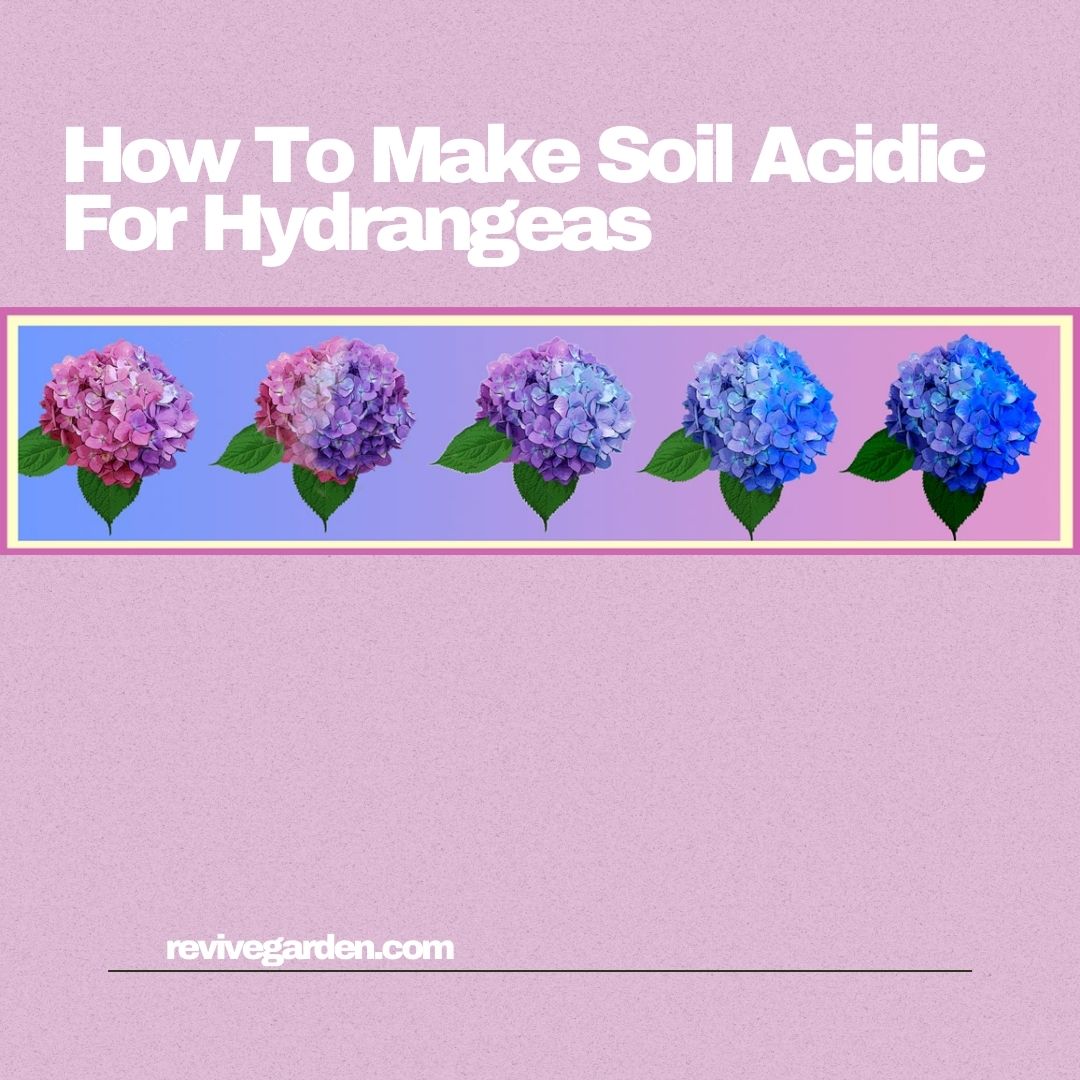 How To Make Soil Acidic For Hydrangeas