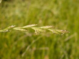 What Is Perennial Ryegrass