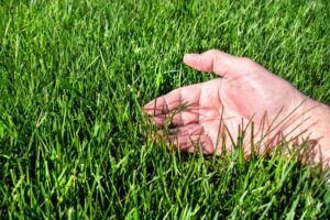 What Is Tall Fescue Grass