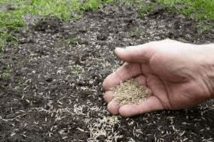 Aerating And Overseeding Your Lawn