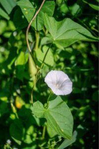 Bindweed 