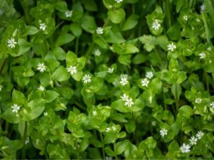 Chickweed