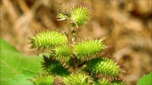 Common Cocklebur