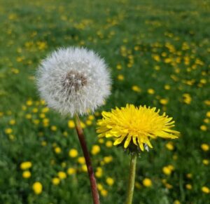 Dandelion