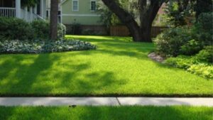 Does St. Augustin Grass Like Shade Or Sun