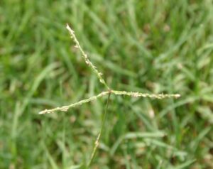 Identify Weeds 