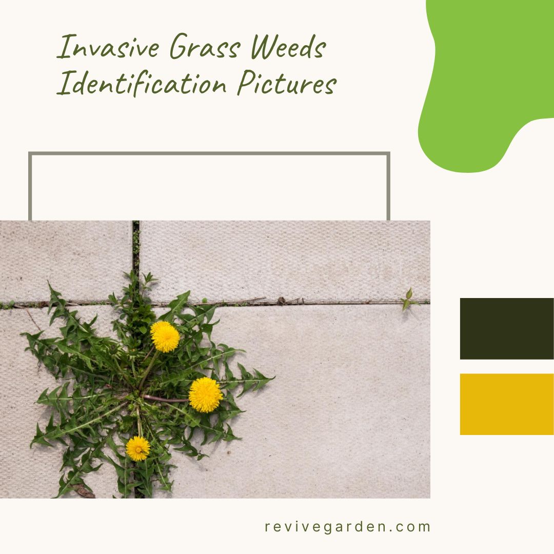 Invasive Grass Weeds Identification Pictures