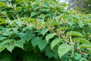 Japanese Knotweed