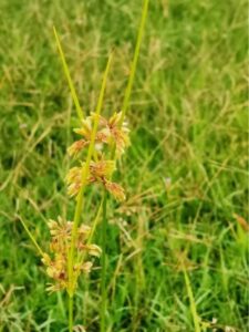 Nutsedge