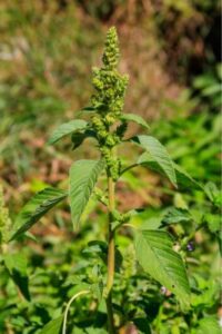 Pigweed