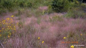 Purple Lovegrass