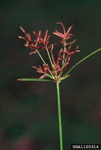 Purple Nutsedge 